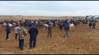 Масқара жүгенсіз салып кетті салымды. Көріп тіркеліп кетіңіздер