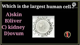 human cell largest cell##