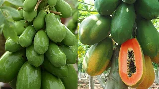 How To Grow Papaya From Seeds at Home | Cách Trồng Đu Đủ Trong Chậu Tại Nhà