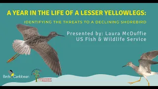 A Year in the Life of a Lesser Yellowlegs