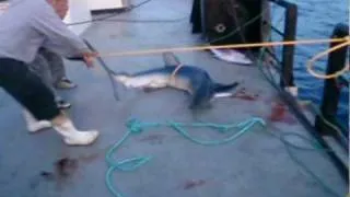 Sheldon fighting blue shark 3 of 3