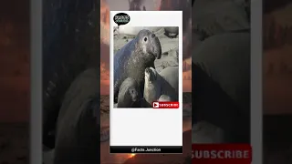 five facts about elephant seals #shorts #viral #elephantseal