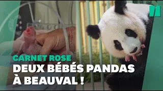 Au Zoo de Beauval, les jumeaux du panda Huan Huan sont nés