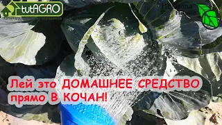 ЛЕЙ ПРЯМО В КОЧАН! Капуста ОШЕЛОМЛЯЕТ ВКУСОМ и отлично хранится! Дешевое средство от гнили капусты.