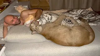 How Messi the cougar falls asleep in bed with us.