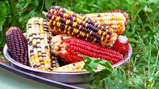 Growing Rainbow Corn & What Does It Taste Like?