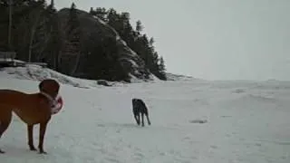 blue weimaraner and vizsla playing in the lake superior winter snow