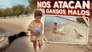 MI HIJO ES ATACADO POR UN GANSO!! no te confíes nunca | VLOG³ 102