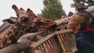 Funny KIDS vs ZOO ANIMALS are WAY FUNNIER!   TRY NOT TO LAUGH 1