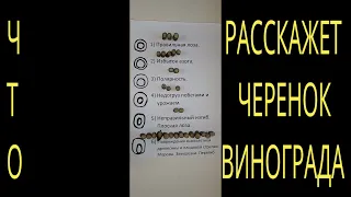 Что расскажет черенок винограда Как загрузить куст урожаем