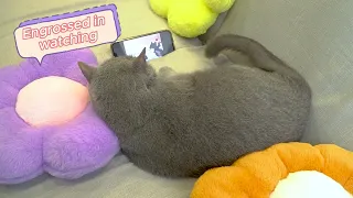 Loki Cat : Naughty Cat Plays Games OVERCOMING CHALLENGES With The Little Master