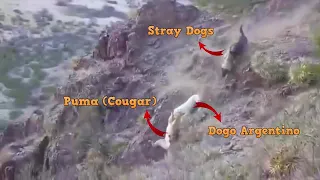 Puma vs dogo argentino