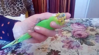 Макросъёмка - как кормить попугайчика кашей из шприца на примере маленького волнистика