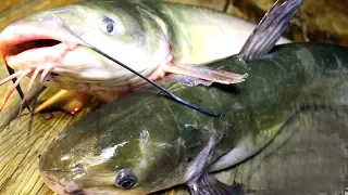 Unique Fish Trapping System | Smart Boy Catfish catching trap using PVC pipe !@@