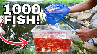 THOUSAND GOLDFISH RELEASED IN TAR WATER!!!!