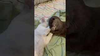 Otter Splash tries to befriend Cat Alaska #otter #cat #pets