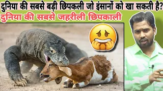 दुनिया की सबसे बड़ी छिपकली जो इंसानों को खा सकती है? || Why Komodo Dragon is so dangerous #khansir