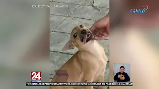 Cute na tutang aspin, pinag-agawan ng mga gustong mag-ampon | 24 Oras Weekend