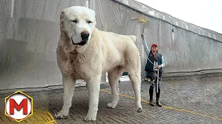 Один на Весь Мир! Эта Собака Побила Все Рекорды!