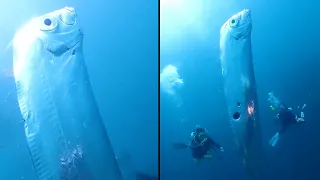 Encounter a giant Oarfish