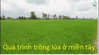 959 | Chia sẻ quá trình trồng lúa của người dân miền tây