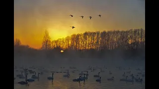 А журавлі летять