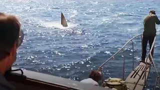 Jaws: You're Gonna Need a Bigger Boat (HD CLIP)