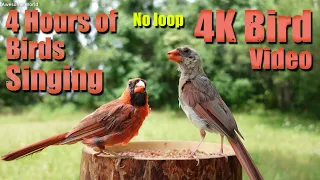 ASMR 4 HOURS of Birds Singing, No loop, 4K Bird, Digital Stress Relief Therapy, Cat TV, AW 006-1