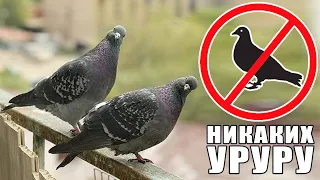 Советы по защите балкона от голубей, и их эффективность.