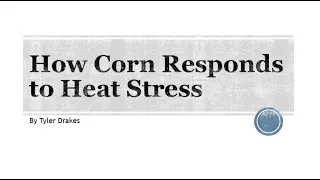 How Corn Responds to Heat Stress