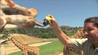 San Diego Zoo Kids - Giraffe