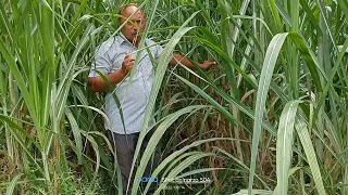 PB 434 SUGAR CANE VARIETY