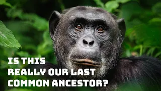 Has This Changed What We Thought About Our Last Common Ancestor?