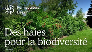 Comment créer une haie riche de biodiversité ?