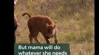 Baby bison calf narrowly escape wolf// kise bacha wolf se calf