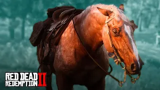 O DOMADOR DE CAVALOS - Vocês não imaginam o que aconteceu na hora de domar o cavalo.