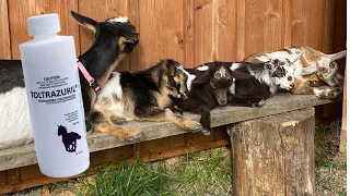 Coccidia Prevention for our Baby Goat Kids