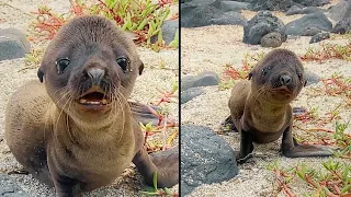 Baby Seal Acts Distressed - Zookeeper Gets Fired When Boss Sees CCTV Footage