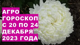 Агрогороскоп с 20 по 24 декабря 2023 года Agrohoroscope from December 20 to 24, 2023