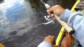 musky eats bass