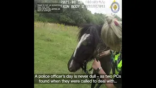 Loose horse is neigh trouble for caring PC