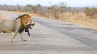 Female hyena kills a cub, followed up 3 days later by a male lion killing another baby (same clan)