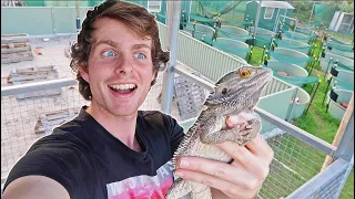 60 NEW Bearded Dragons & Enclosures!! - Facility Tour