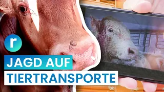 Tiertransporte: Kampf für mehr Tierschutz auf der Autobahn I reporter