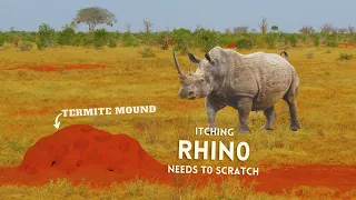 RHINO SCRATCHES ON A TERMITE MOUND - IT ITCHES! (FUNNY ANIMAL BEHAVIOR)