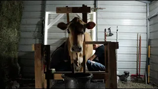 Milking Tulip Our Family Milk Cow