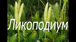 Ликоподиум