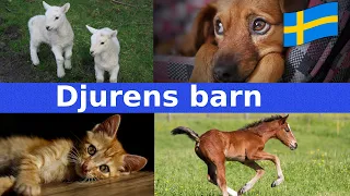 Vad Kallas Djurens Barn? | Namn & Läten | För Barn | Svenska