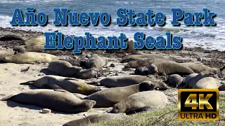 Año Nuevo State park/California/Elephant seals