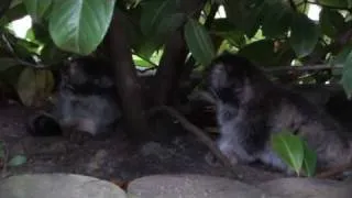 WHF Pallas Cat Kittens 2010 -  at 8 weeks old